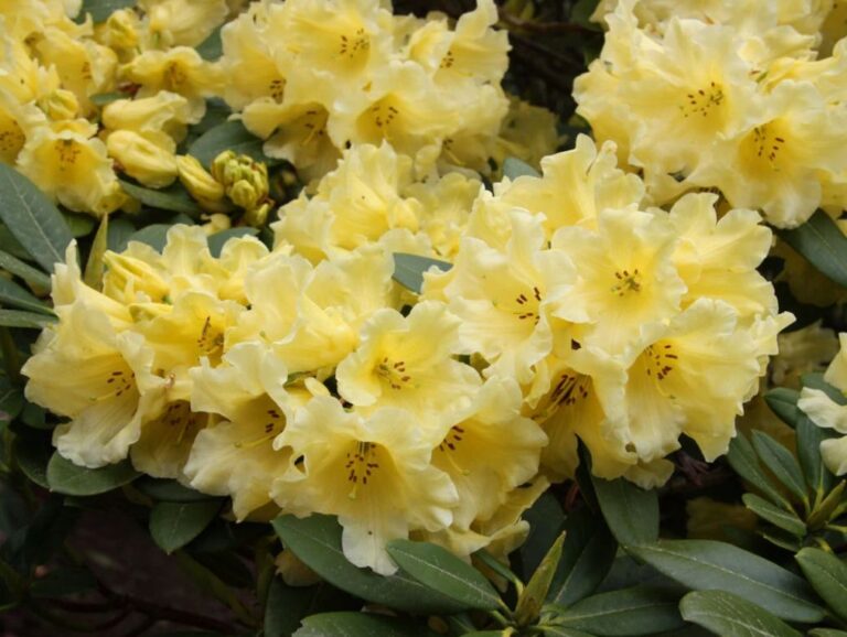 RHODODENDRON "HOTEI", C4