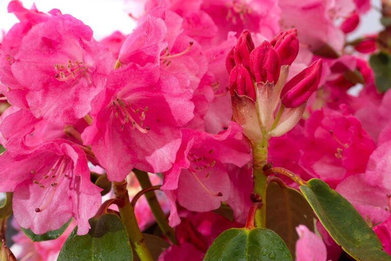 RHODODENDRON "ANDREA", C4