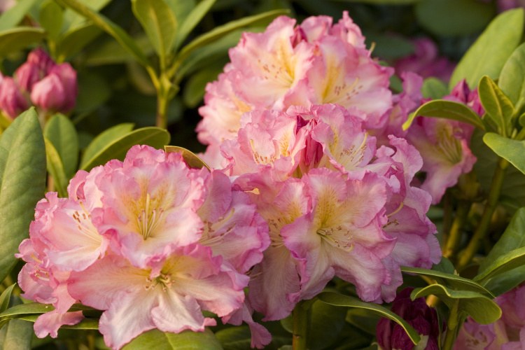 RHODODENDRON "MELIDIOSO", C4