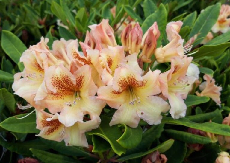 RHODODENDRON "BERNSTEIN", C5