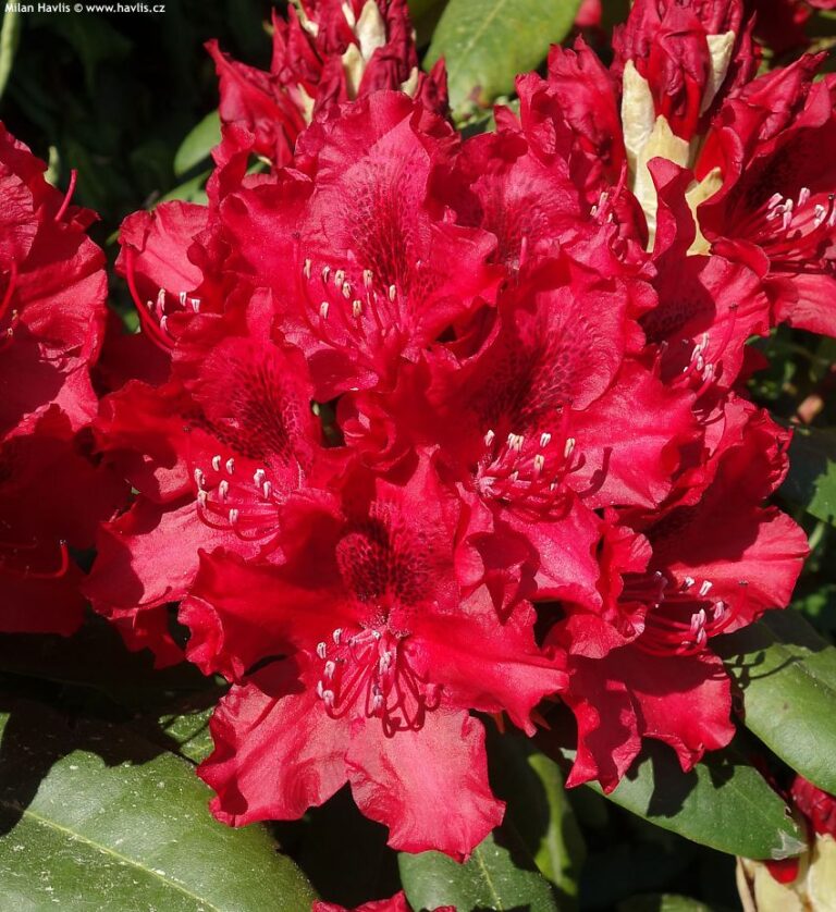 RHODODENDRON "ERATO", C4