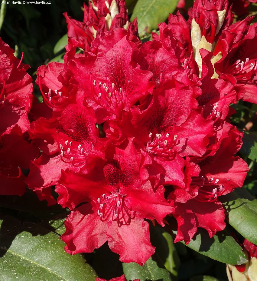 RHODODENDRON "ERATO", C4