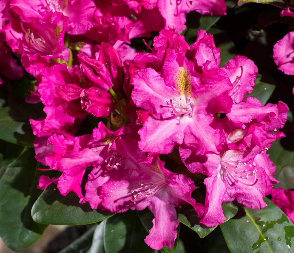 RHODODENDRON "FIDELIUS", C4