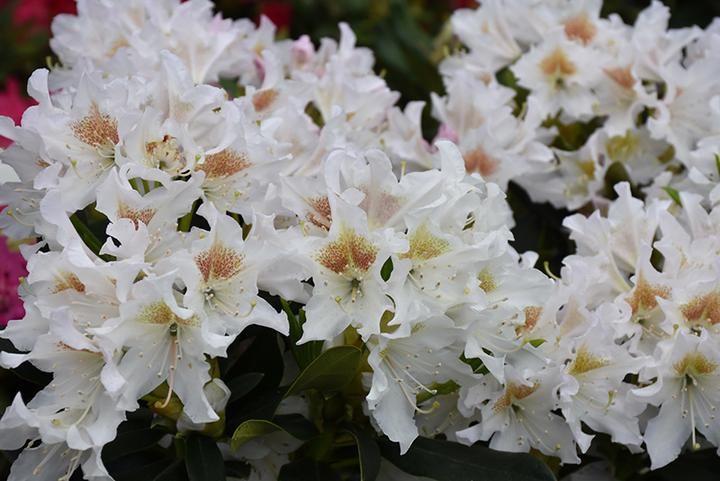 RHODODENDRON "CUNNINGHAMS SNOW WHITE", C4