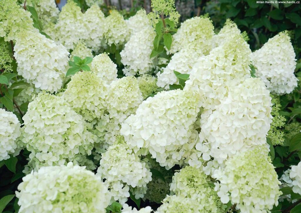 HYDRANGEA PANNICULATA "POLAR BEAR", C4