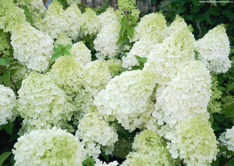 HYDRANGEA PANNICULATA "POLAR BEAR", C4