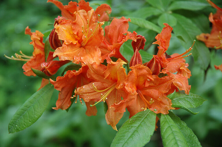 AZALEA "HOTSPUR RED", C4