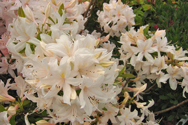 AZALEA "WHITE LIGHTS", C4