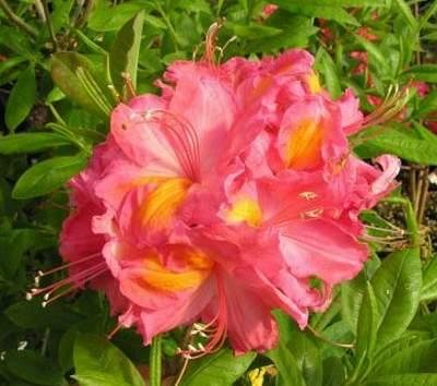 AZALEA "JUANITA", C4