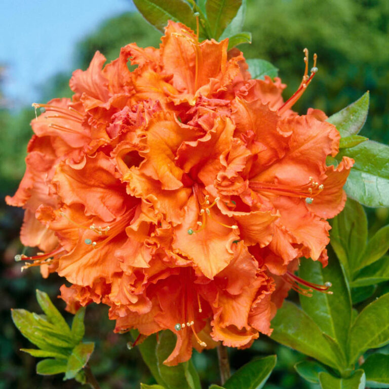 AZALEA "GIBRALTAR", C5