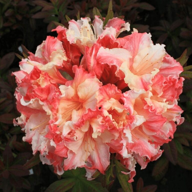 AZALEA "PAINTED LADY", C4