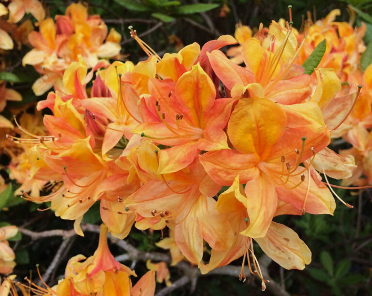 AZALEA "APRICOT", C4