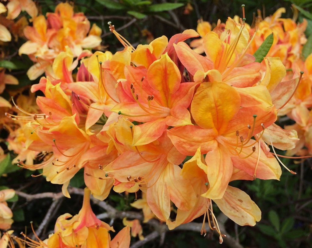 AZALEA "APRICOT", C4
