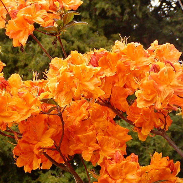 AZALEA "KLONDYKE", C4