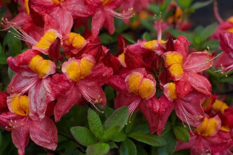 AZALEA "LILIPUT", C4