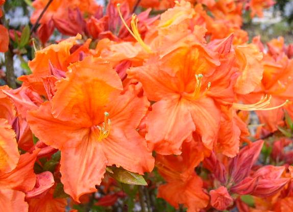 AZALEA "BAKARAT", C4