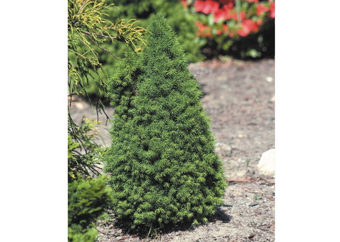 PICEA GLAUCA "PICCOLO", C3