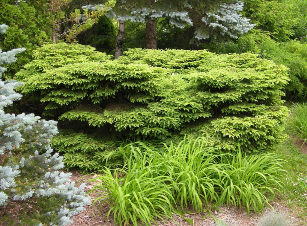 PICEA GLAUCA "TABULIFORMIS", C3