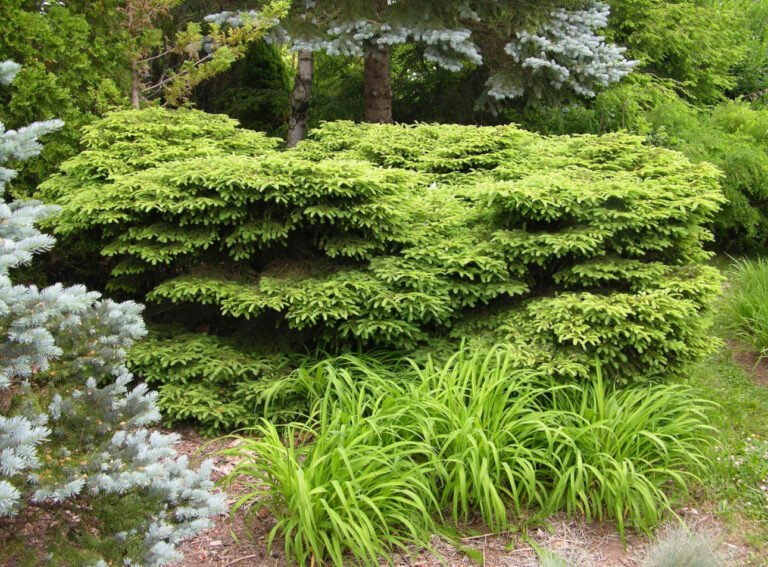 PICEA GLAUCA "TABULIFORMIS", C3