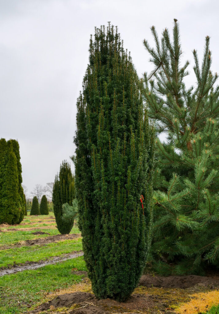 TAXUS BACCATA "FASTIGIATA", C3
