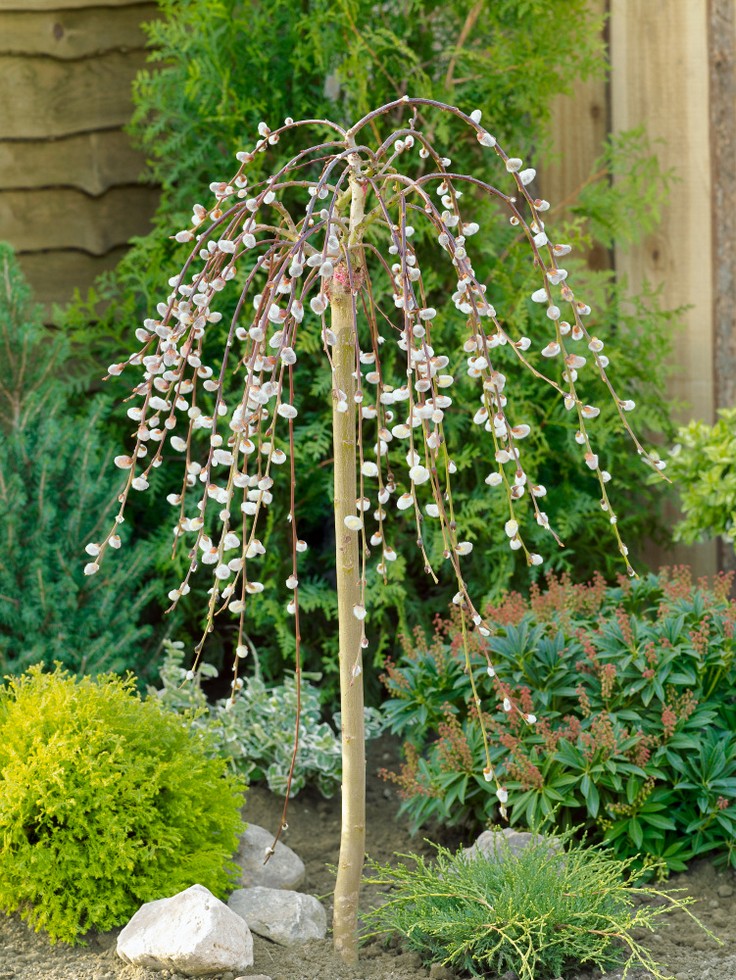 SALIX CAPREA "PENDULA", kont.5L