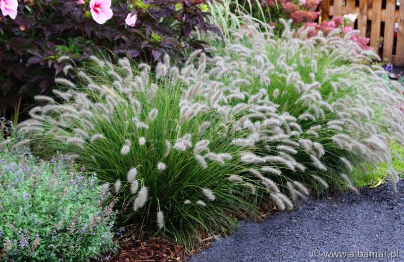 PENISSETUM ALOPECUROIDES "HAMELN", C2