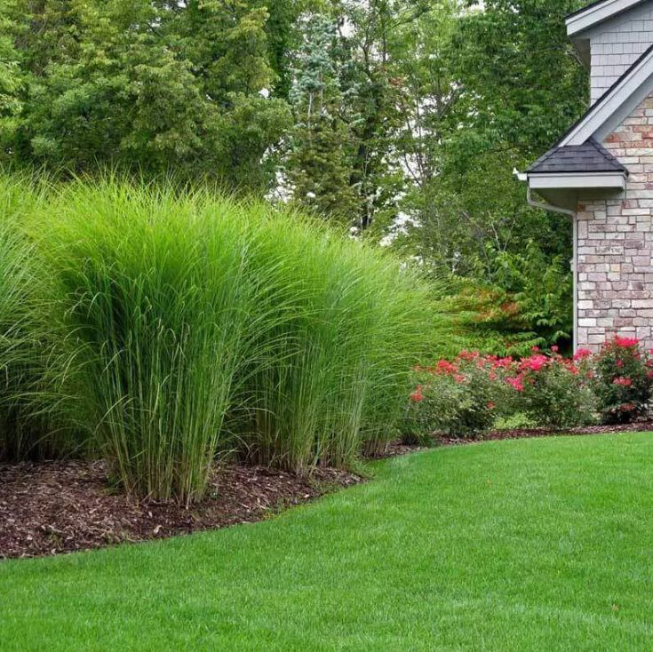 MISCANTHUS SINENSIS "GRACILIMUS", C3