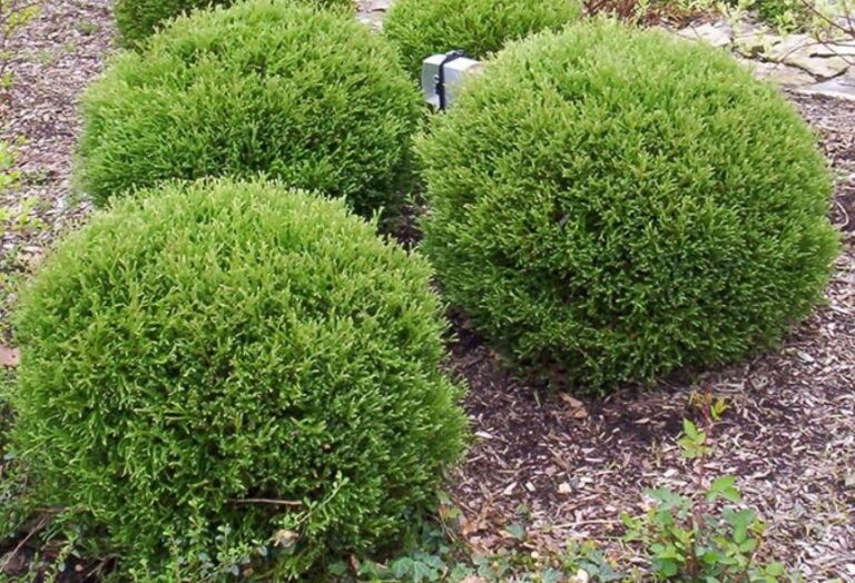 THUJA OCCIDENTALIS "TIP TOP", C3