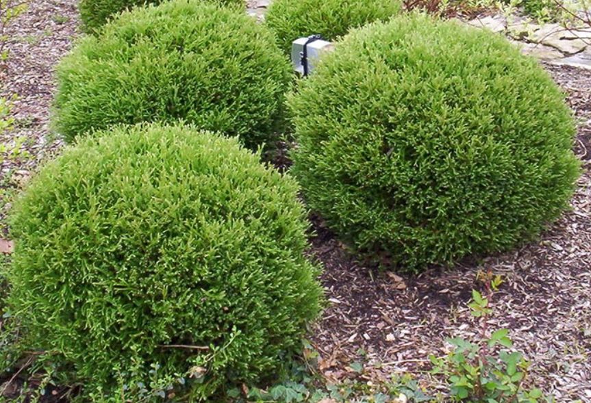 THUJA OCCIDENTALIS "TIP TOP", C3