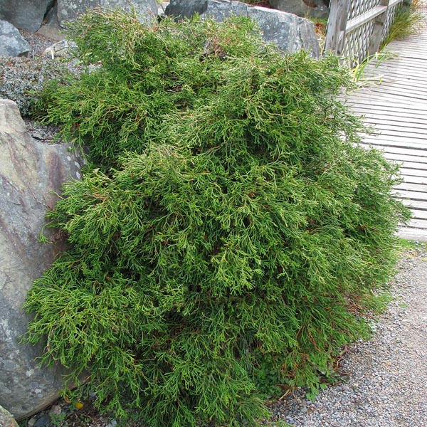 CHAMAECYPARIS OBTUSA "CORALIFORMIS", C3