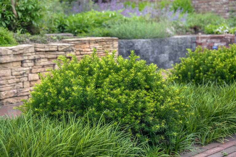 TAXUS CUSPIDATA "NANA", C3