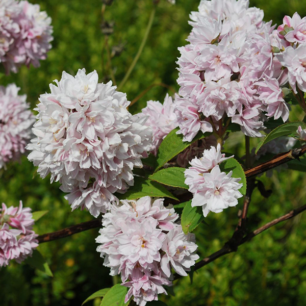 DEUTZIA x HYBRIDA "PINK POM POM", C3