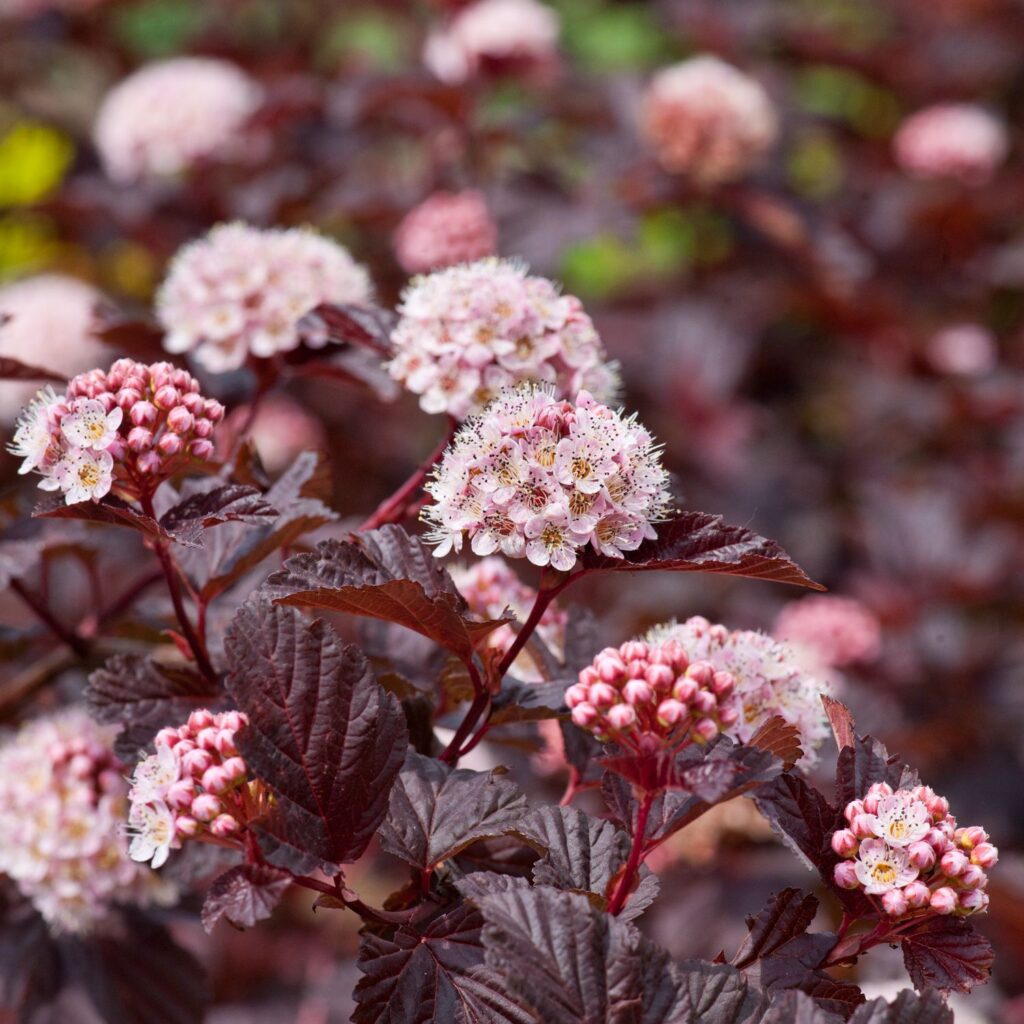 PHYSOCARPUS OPULIFOLIUS "RED BARON", C2