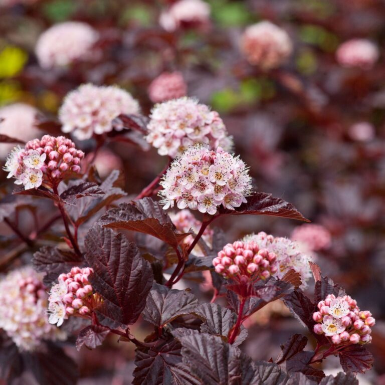 PHYSOCARPUS OPULIFOLIUS "RED BARON", C2
