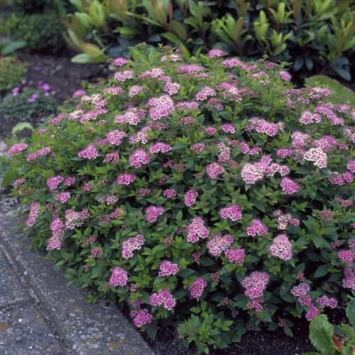 SPIRAEA JAPONICA "LITTLE PRINCESS", C3