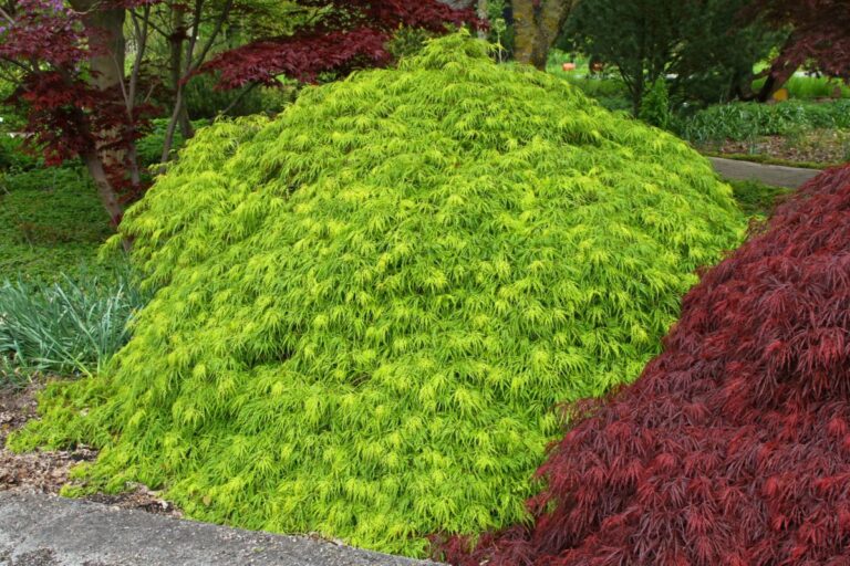 ACER PALMATUM "DISSECTUM", K2,5
