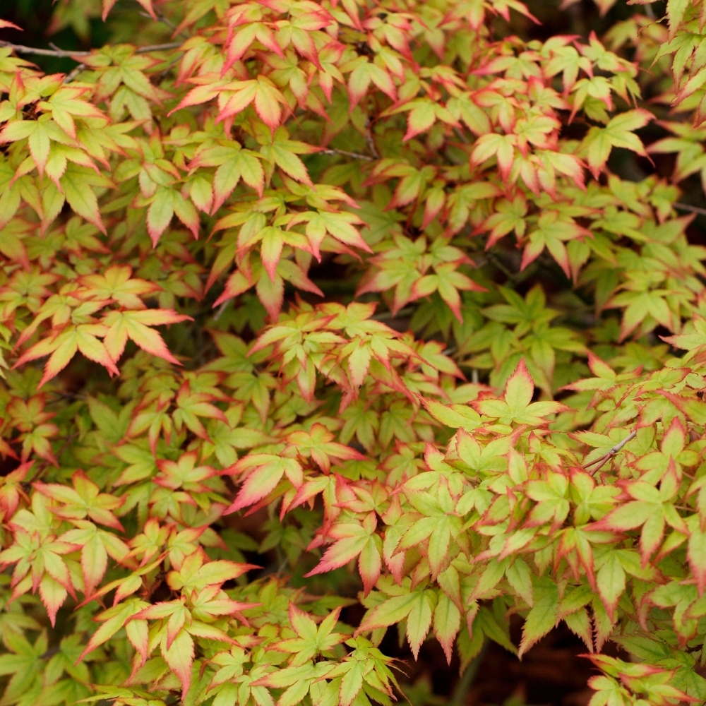 ACER PALMATUM "LITTLE PRINCESS", K2,5