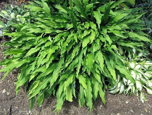 HOSTA "HACKSAW", K1,5