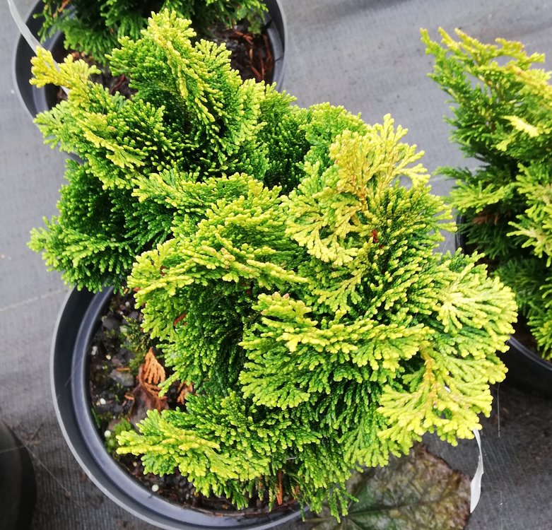 CHAMAECYPARIS OBTUSA "AURORA", K2,5