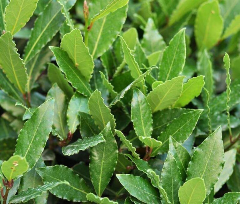 LAURUS NOBILIS, kont.