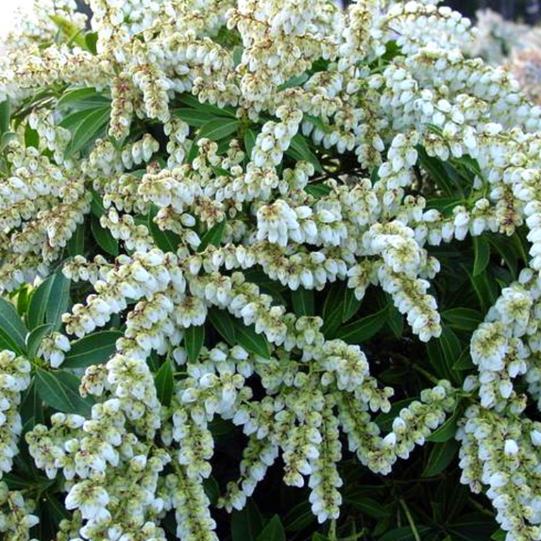 PIERIS JAPONICA "SARABANDE", K2,5
