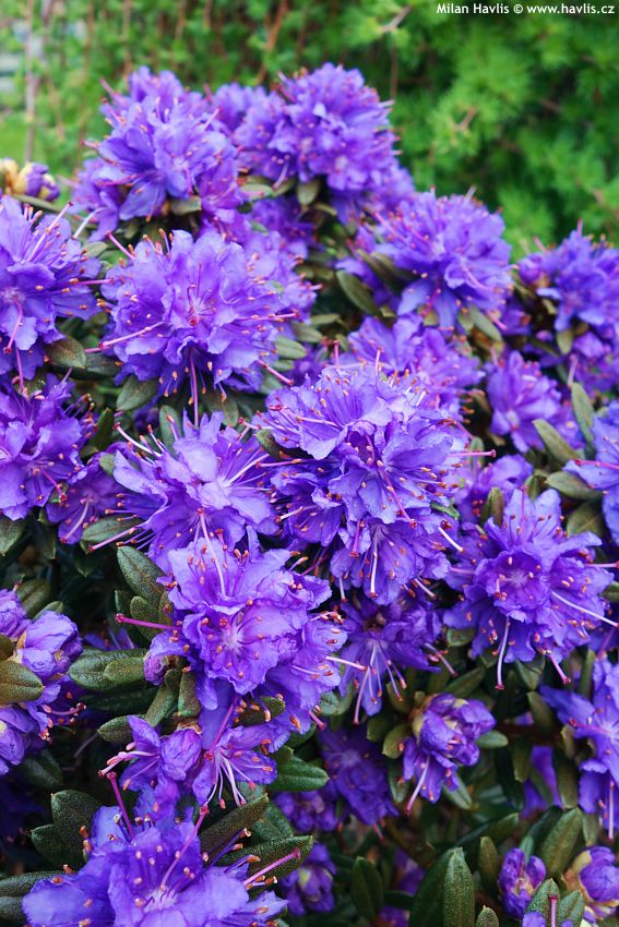 RHODODENDRON IMPEDITUM "AZURIKA", K2,5