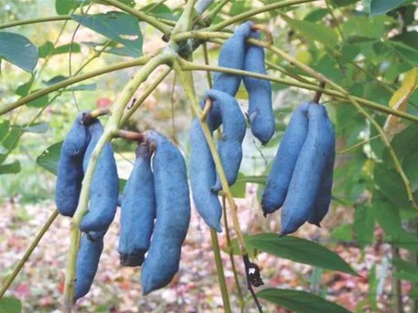 DEKAISNEA FARGESOVA, kont.