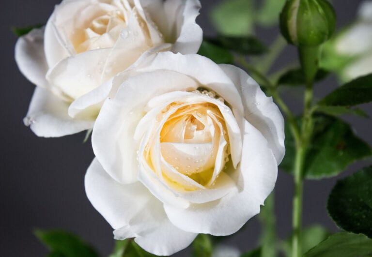 FRIEDENSLICHT, kont.