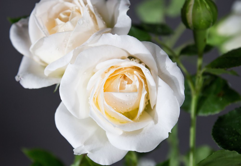 FRIEDENSLICHT, kont.