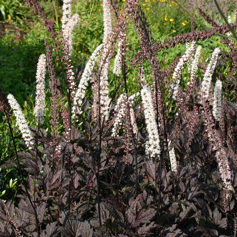 ACTAEA "BLACK NEGLIGEE", C2