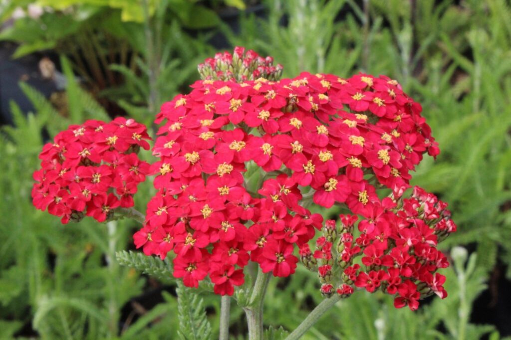 ACHILLEA MILLEFOLIUM "PAPRIKA", C2