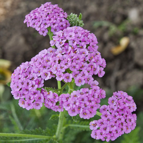 ACHILLEA MILLEFOLIUM "APPLEBLOSSOM", C2