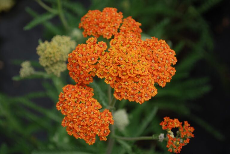 ACHILLEA MILLEFOLIUM "TERRACOTA", C2