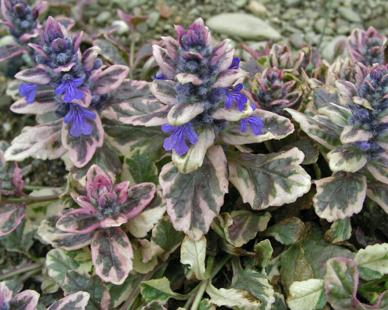 AJUGA "BURGUNDY GLOW", C1,5